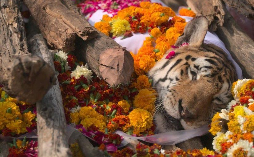 Rest in peace, “Collarwali”&nbsp;supermom