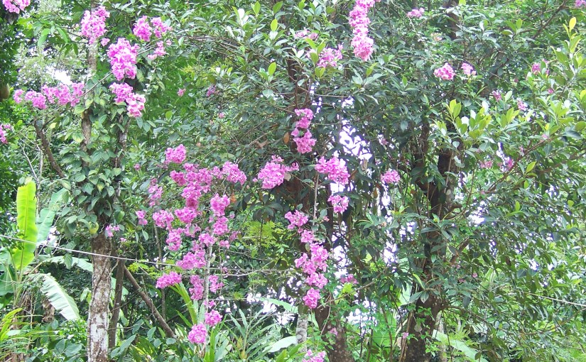 Noticing the trees around you this&nbsp;spring?